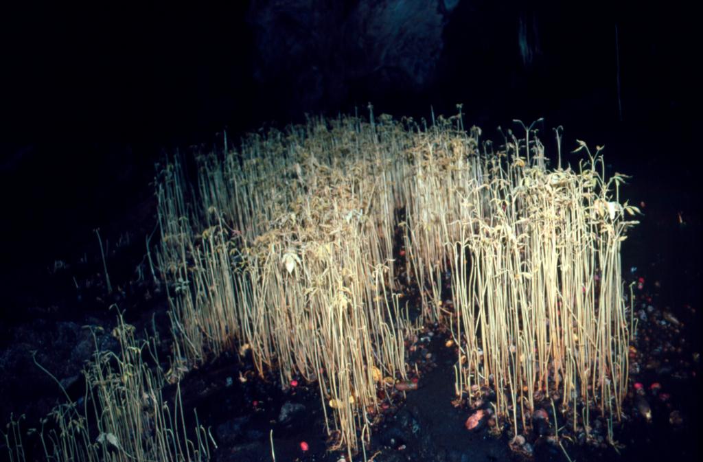 Uidentifiserte fruktfrøplanter som spirer i guanoen i ei mørk hule. Foto.