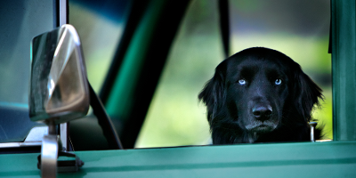 Svart hund med blå auge ser i kamera. Sit i førarsetet på ein grøn bil. Foto.