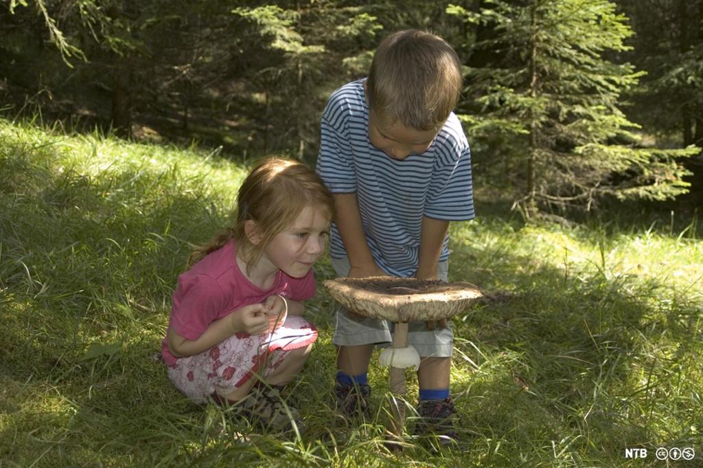 To barn studerer ein stor sopp i skogen. Foto.