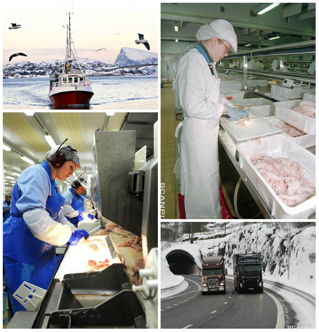 Verdikjeden i fiskerinæringen – fra fisken fanges på havet, til den bearbeides og pakkes på fabrikk og fraktes ut til butikkene. Fotografier. 