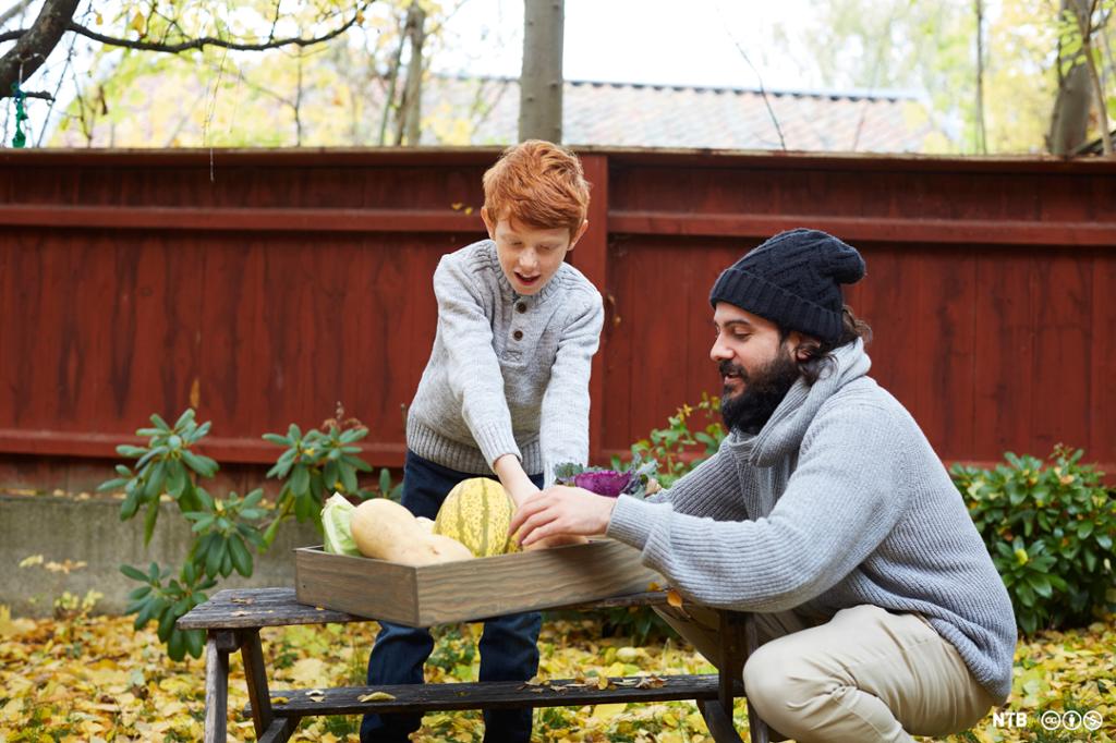 En mann og en gutt ordner grønnsaker sammen i en kasse i hagen. Foto.