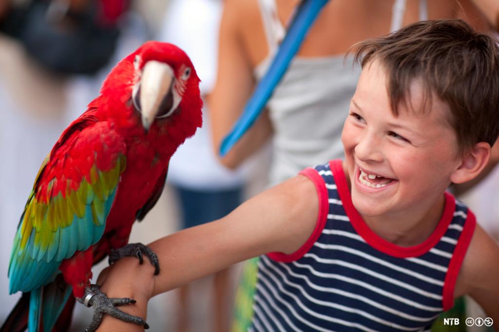 En gutt ler og ser på en stor papegøye som sitter på armen hans. Foto. 