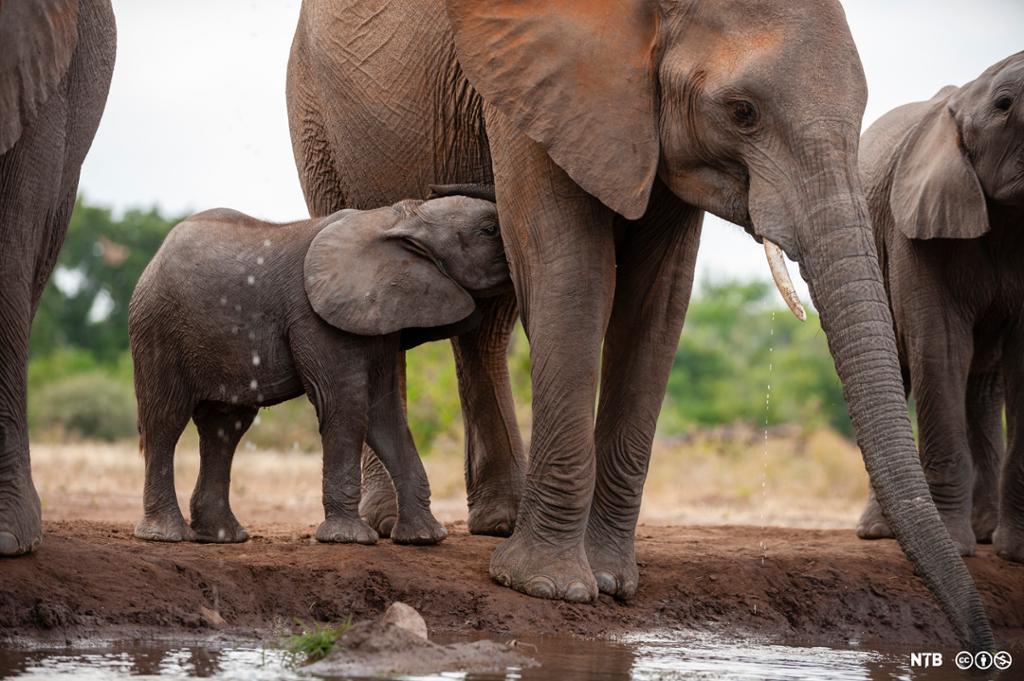Afrikansk elefantunge som dier mens moren drikker vann. Foto. 