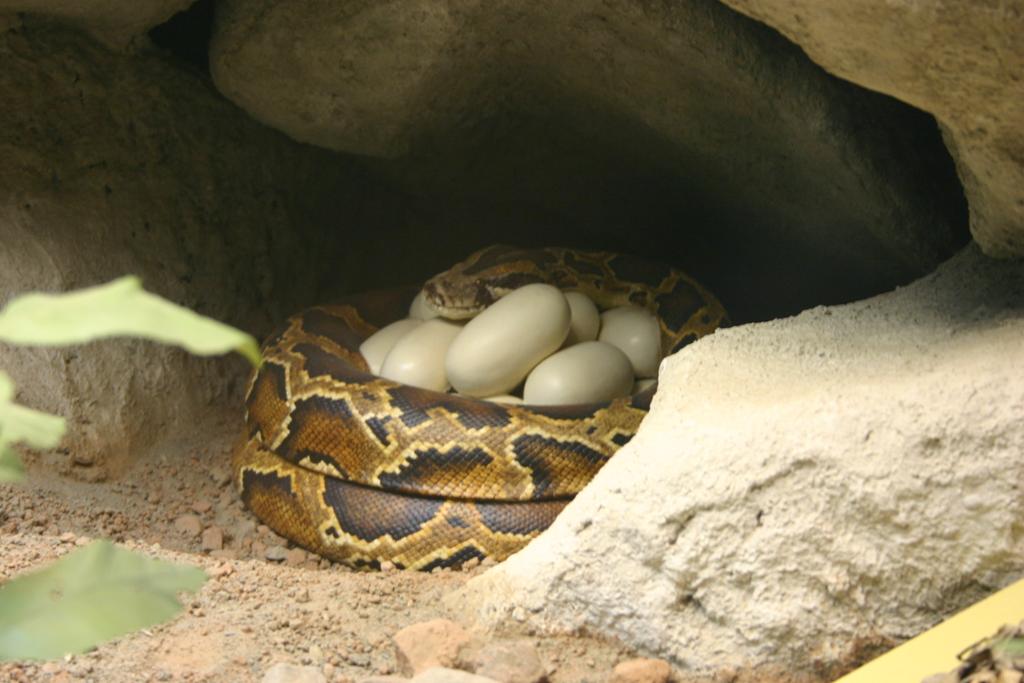 Foto av slange som ligger kveilet rundt mange egg i en hule