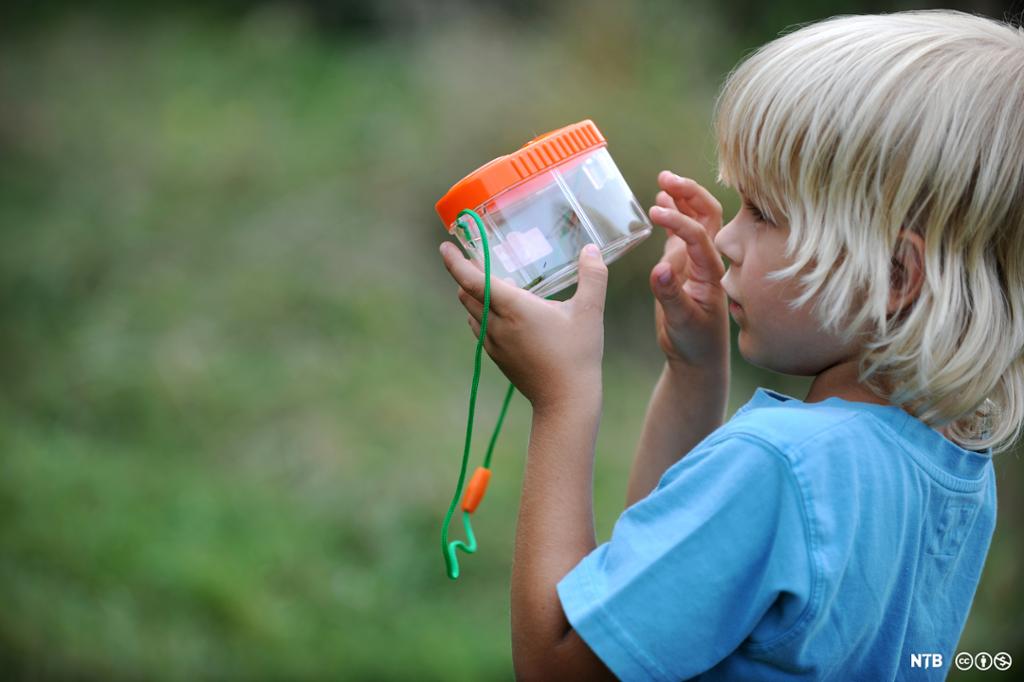 En liten gutt studerer fangsten sin i en insektboks. Foto