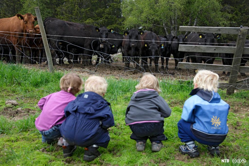 Fire barn sit på huk og kikar på kyr bak eit gjerde. Foto. 