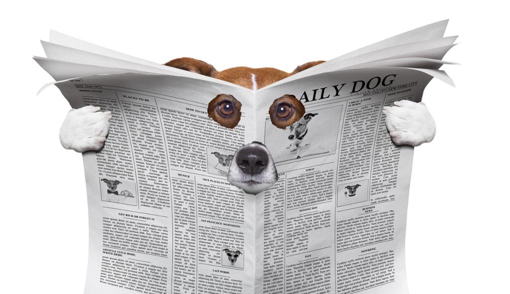 Dog looks through holes in newspaper called Daily Dog. Photo that has been altered. 