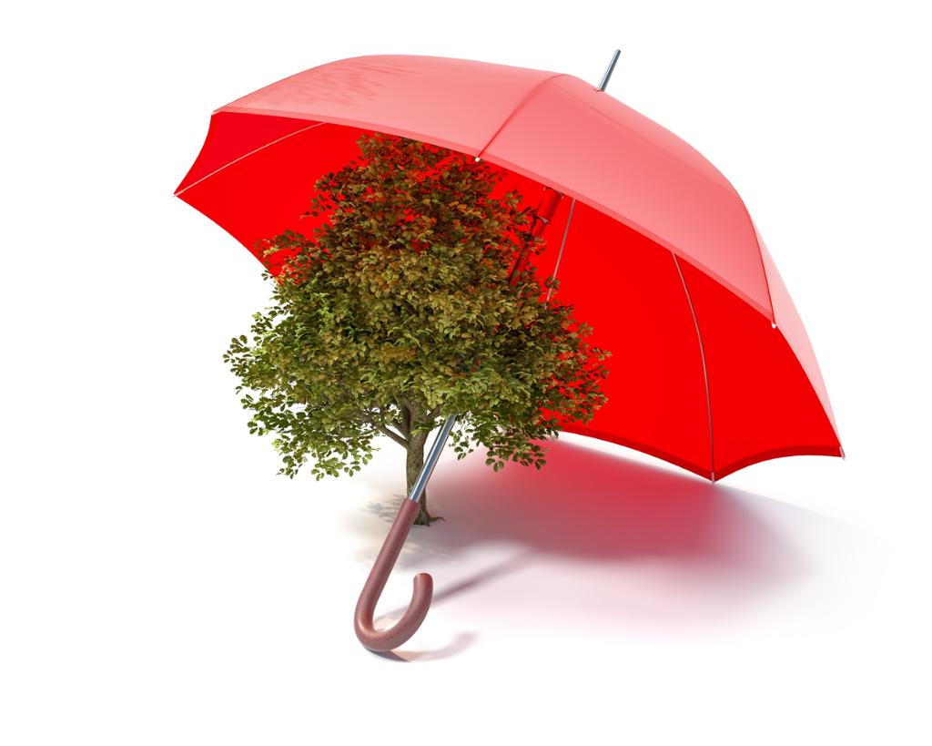 En rød paraply beskytter et tre. Fotografi.