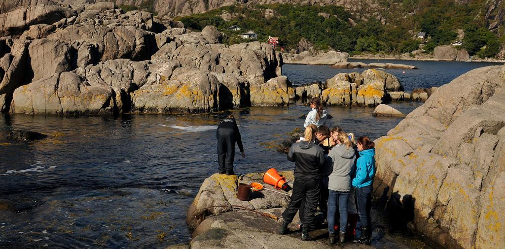 Elever gjør undersøkelser i fjæra. Foto.