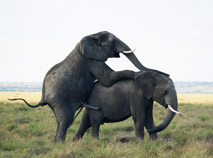 Foto av elefant som står med frambeina oppå en annen elefant
