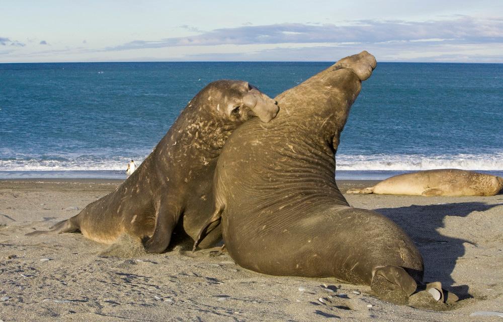 Elefant seler som slåss om hunnens gunst. Foto.