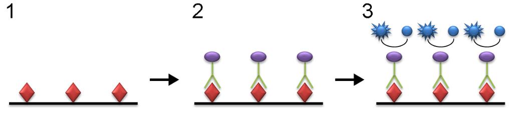 Plansje som viser hvordan antigen (virus), antistoff og enzym er bundet sammen på testplaten.