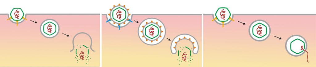 Tegning av virus som passerer cellemembranen ved endocytose.