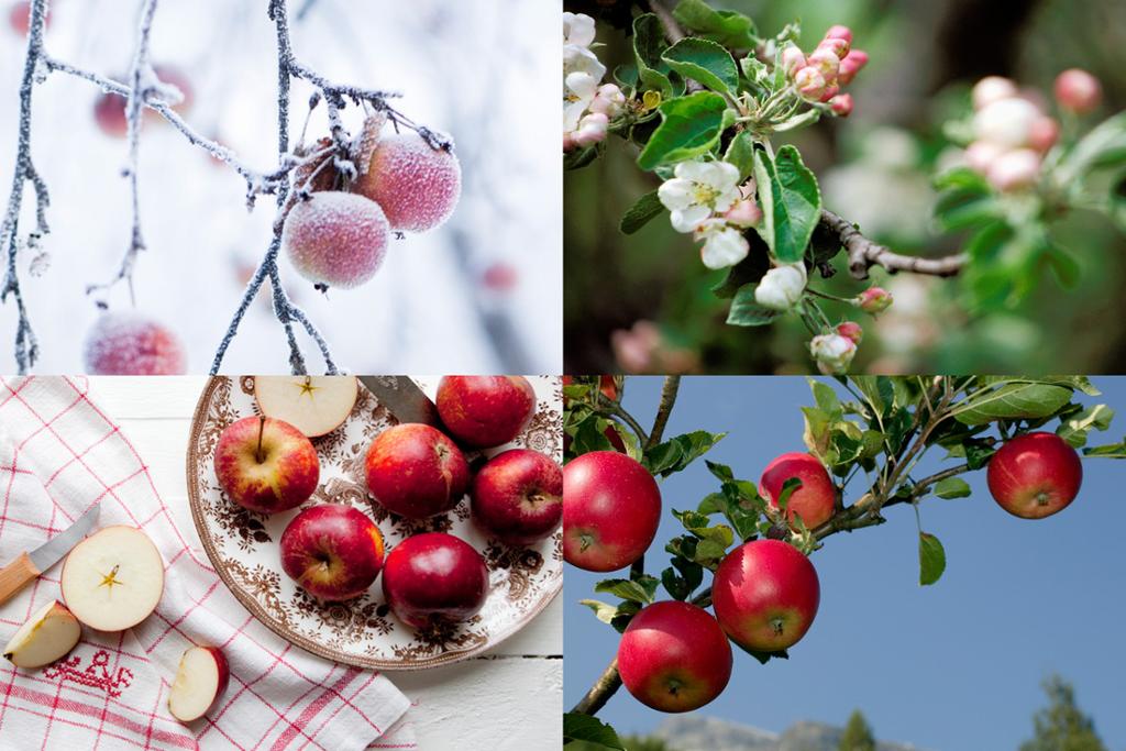 Epler i fire årstider. Foto.