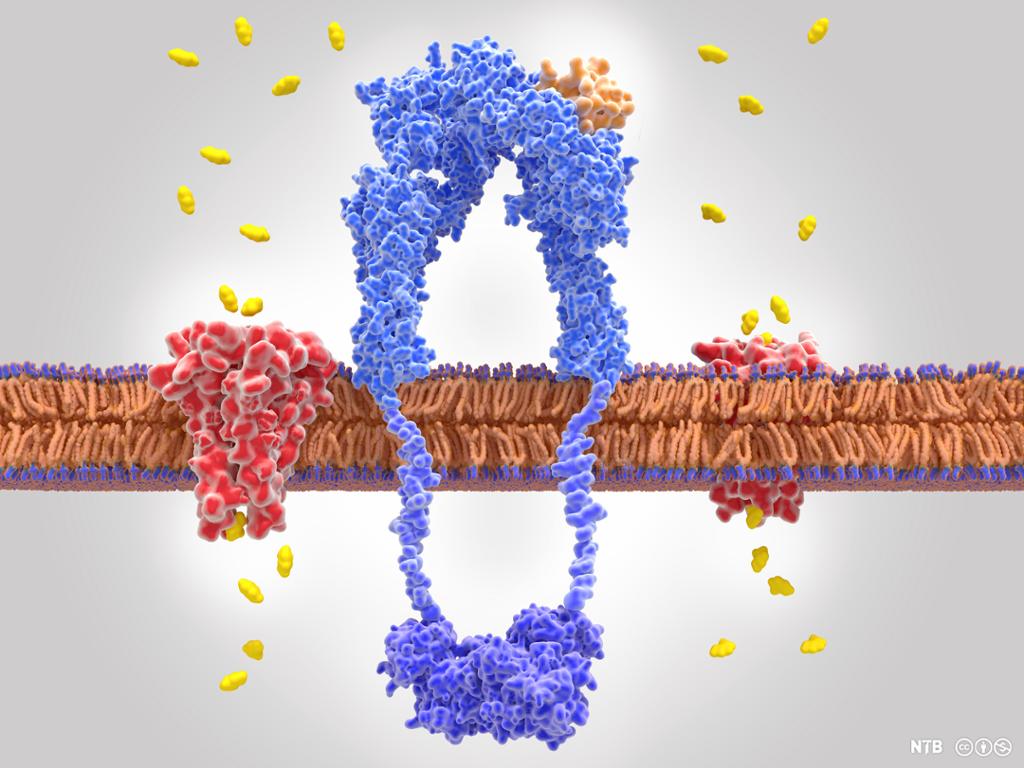 To ulike proteiner festet på en cellemembran. Illustrasjon. 