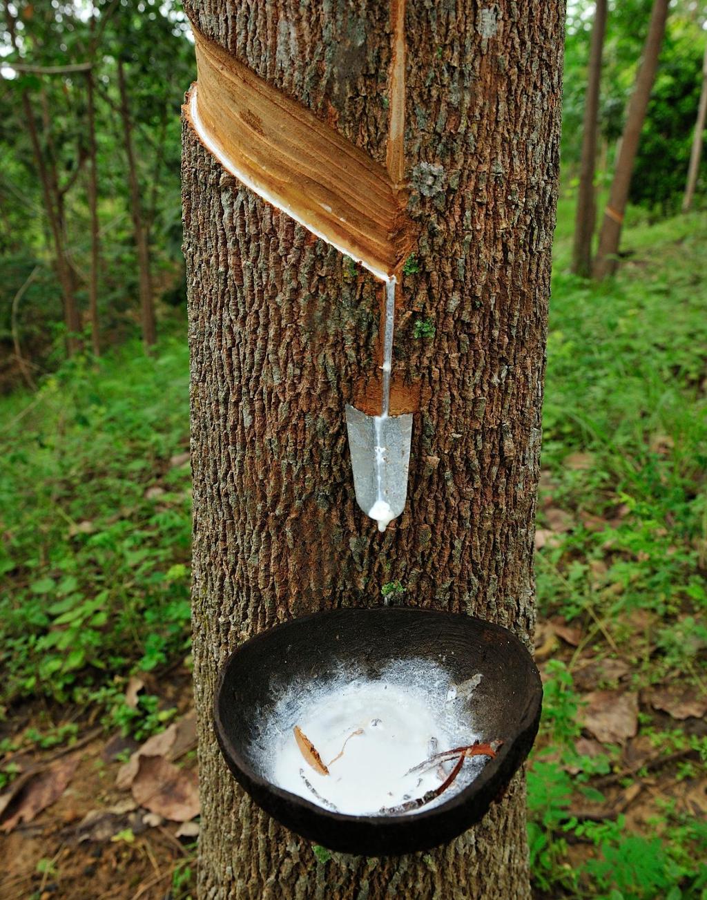 Hvit væske fra barken på et tre samles opp i en svart skål festet til stammen på treet. Foto.