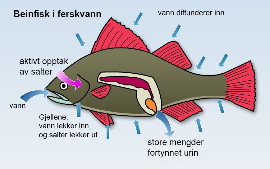 En tehnet ferskvannsfisk med piler som viser opptak og utskilling av vann og salt.