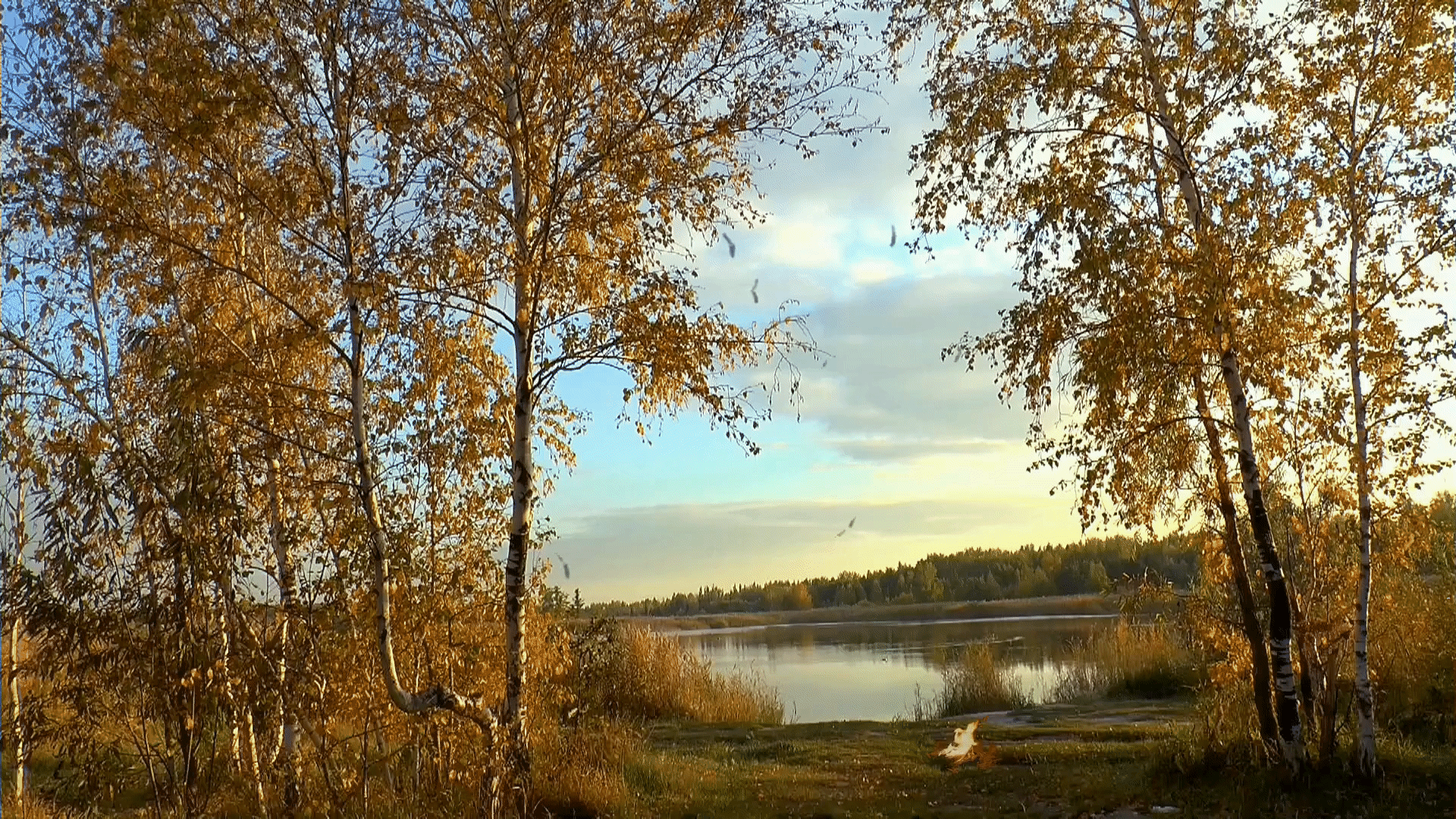 Bål ved vannkanten om høsten. Foto.
