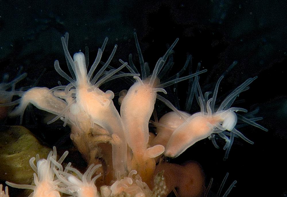 Tangblomst, Clava multicornis