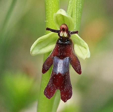 Flueblomsten er en orkidé som etterligner en graveveps. Foto.