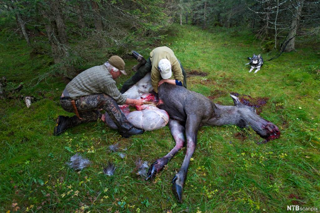 To menn tar ut vommen på en død elg. Foto.