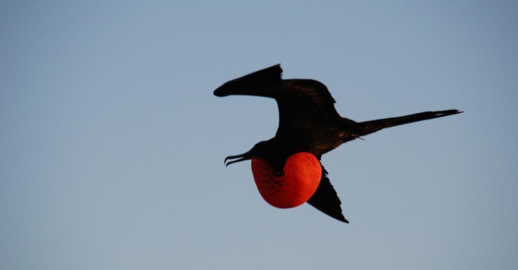 Flyvende fugl med oppblåst strupe. Foto.