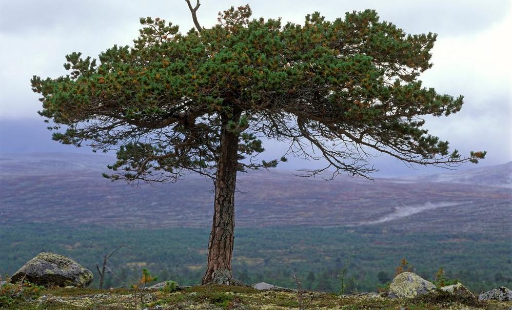 Furu som vokser på en topp. Foto