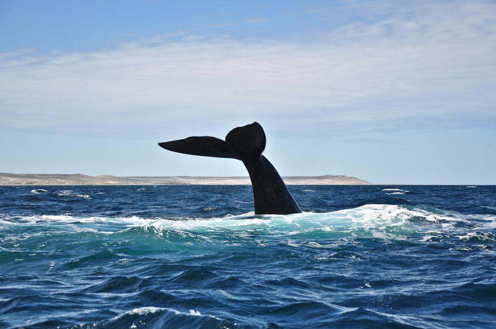 Photo: We see the tail of a whale sticking up out of the ocean. 