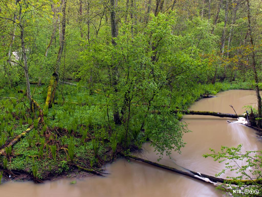 Frodig skog langs elv med brunfarget vann. Foto.