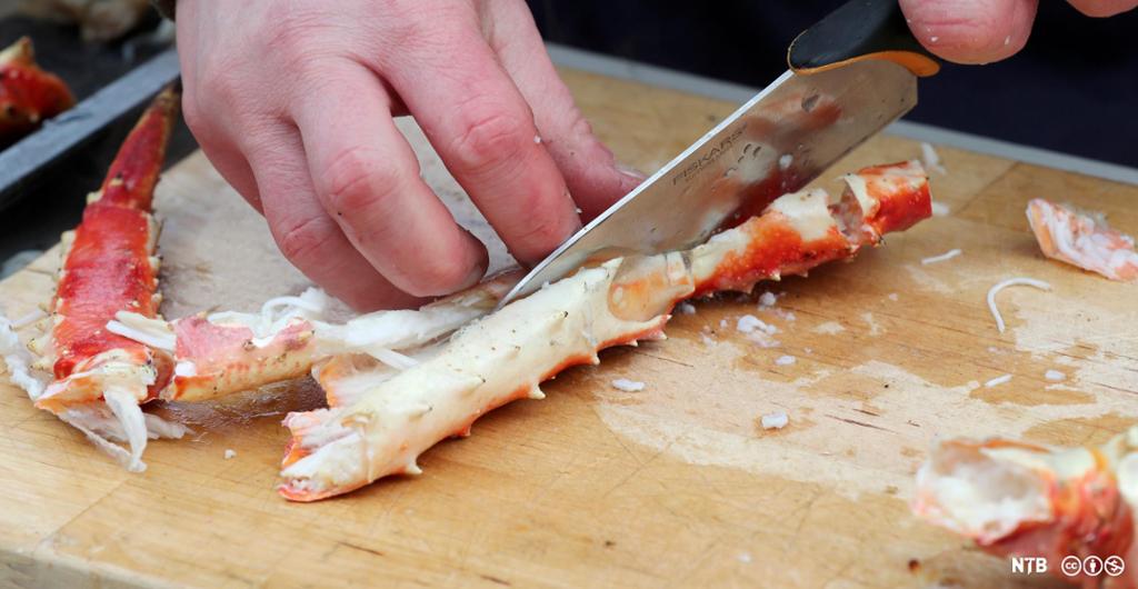 En kniv føres langs et kokt kongekrabbebein. Foto.