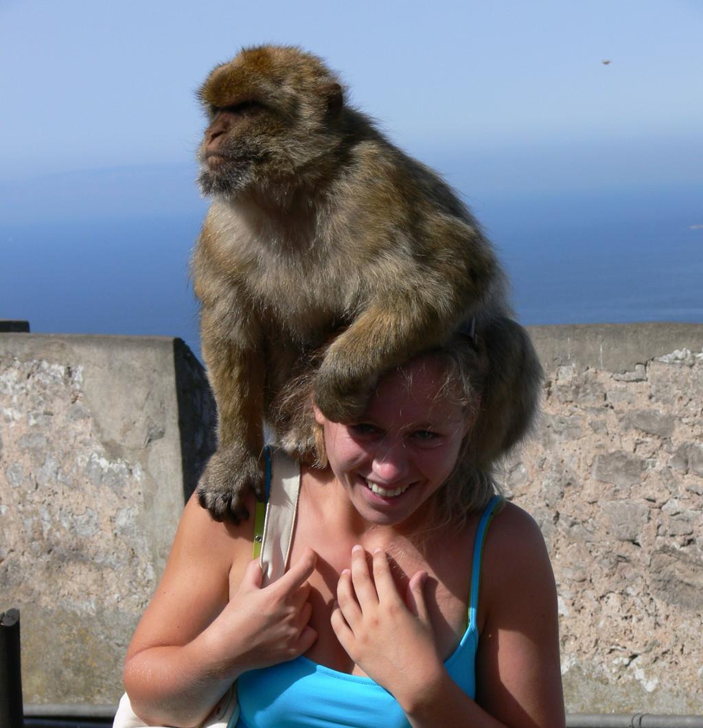 En stor Gibraltar-ape sitter på de bare skuldrene til ei kvinne. Foto.