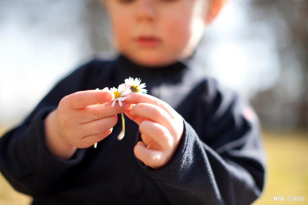 En liten gutt holder i tre blomster, prestekrager. Foto. 