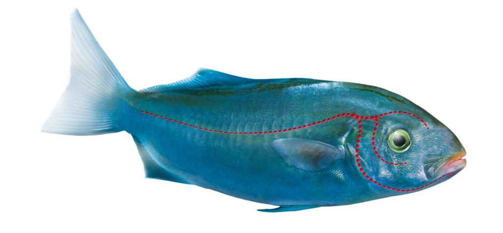 En blå fisk der sidelinjeorganet er uthevet med en rød strek fra sporden, langs midtlinja på siden og til hodet der linja forgreiner seg. Illustrasjon.
