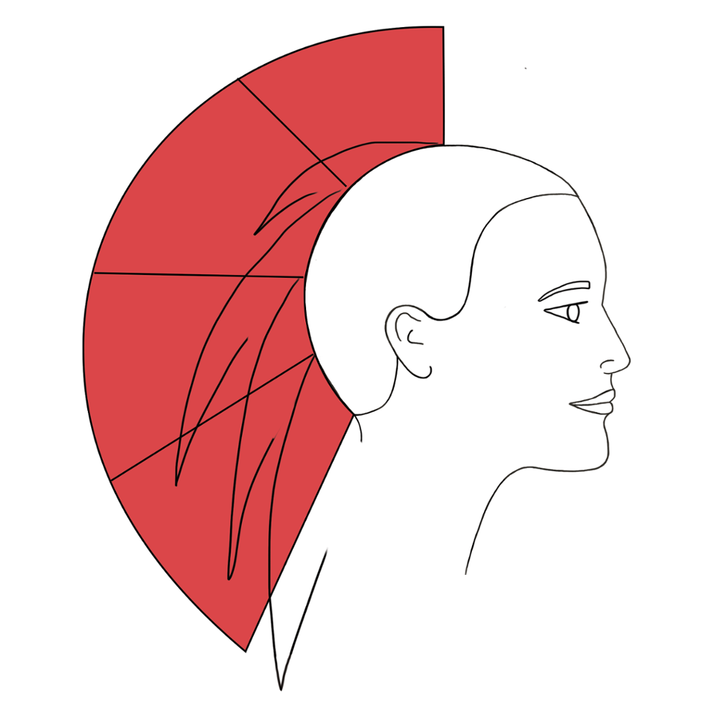Profil med rødt felt som viser økende hårlengder. Illustrasjon.
