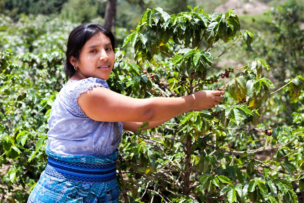 Ein kvinneleg arbeidar på ein kaffiplantasje ser mot kameraet medan ho plukkar kaffibønner av eit tre. Foto.