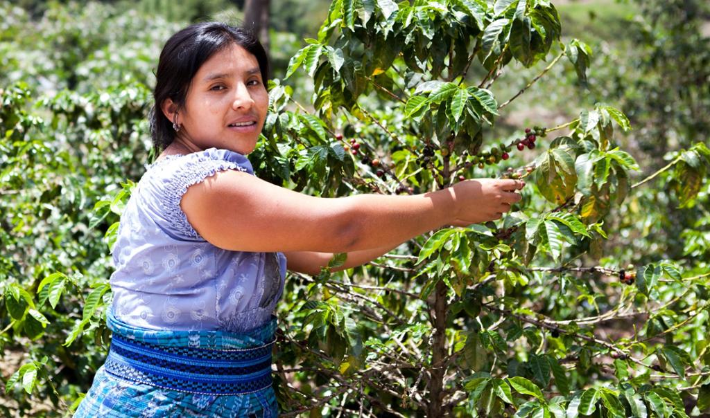 Latinamerikansk kvinne høster kaffebønner. Foto.
