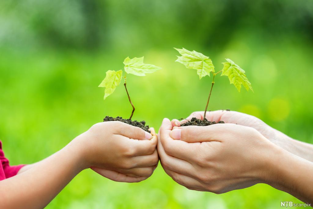 Photo: We see the hands of a child and an adult each holding the sapling of a tree. 