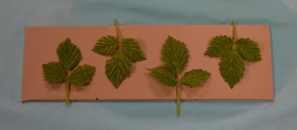 Fire blader blir brukt til å lage tekstur i leire. Foto.
