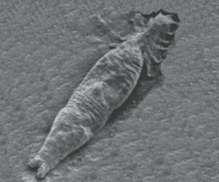 Mikroskopbilde av parasitten Gyorodactylus salaris.