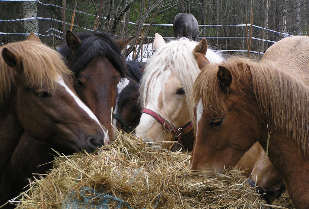 Fire hester som spiser grovfôr. Foto.