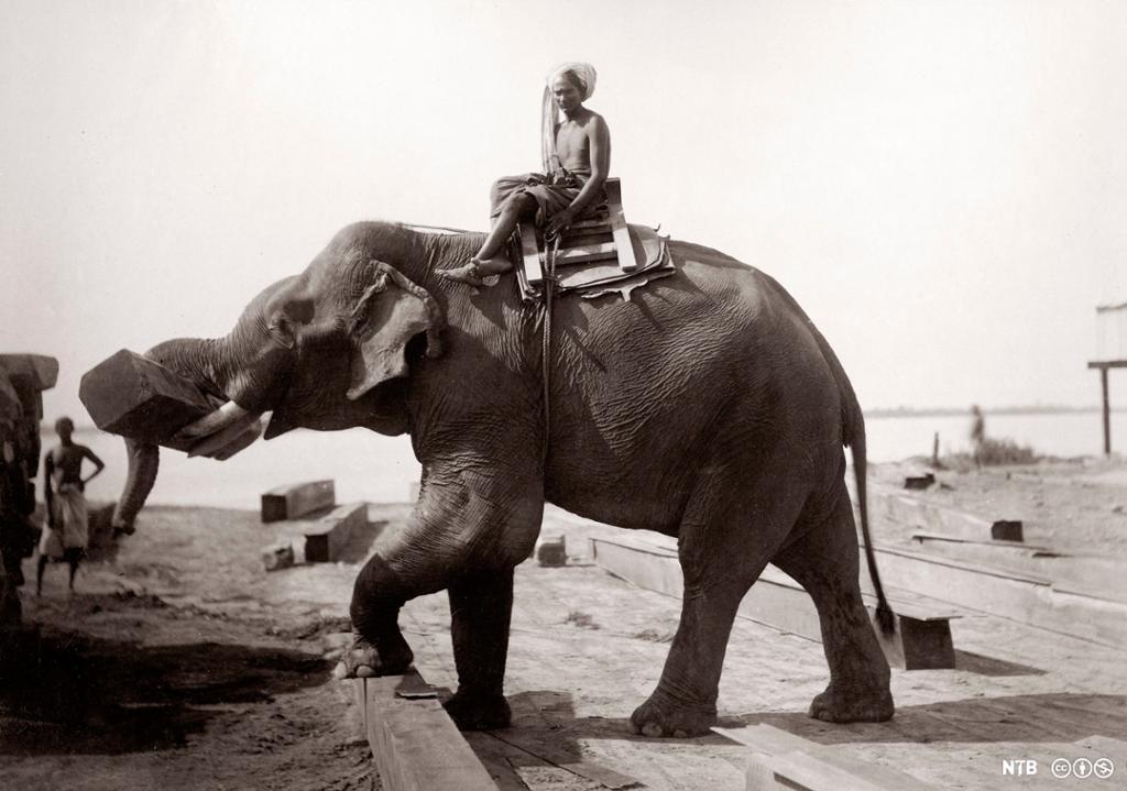 India Burma - working elephant and mahout moving logs, 1880s