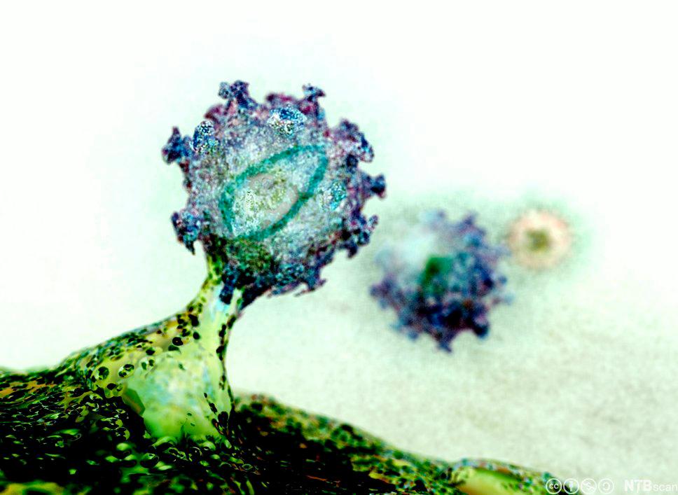Tegning av virus som kommer gjennom cellemembranen. Illustrasjon.