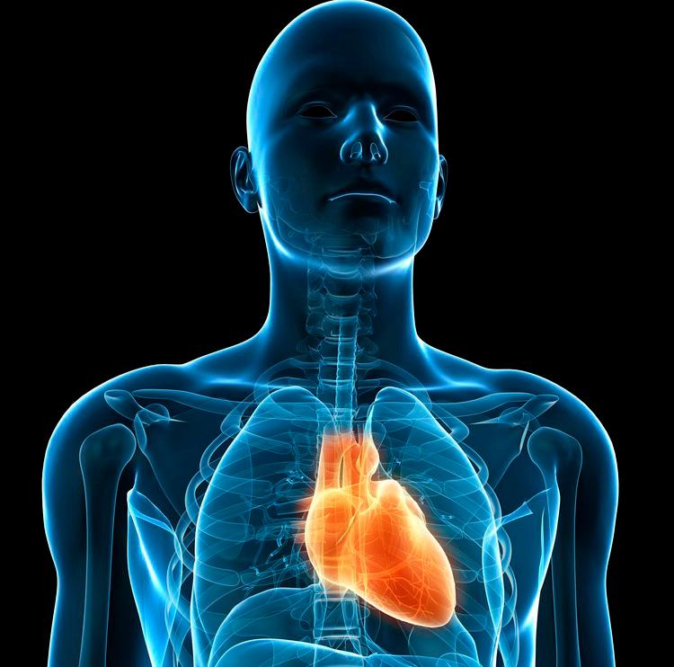 Illustrasjon som viser hjertets plassering i brysthulen