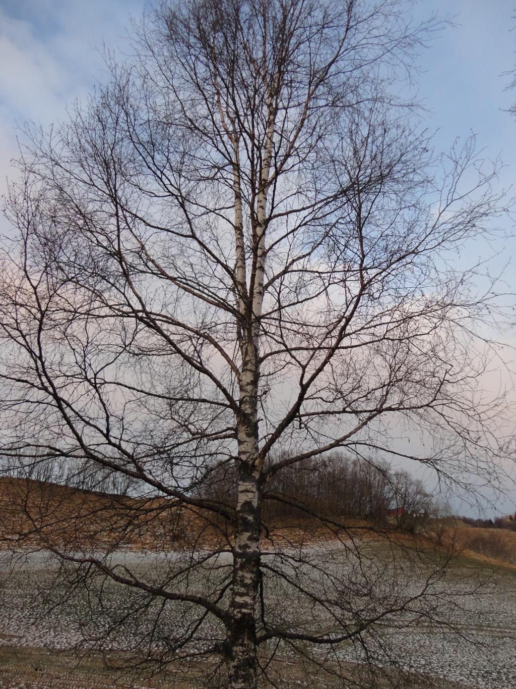 Bjørk om høsten. Foto.