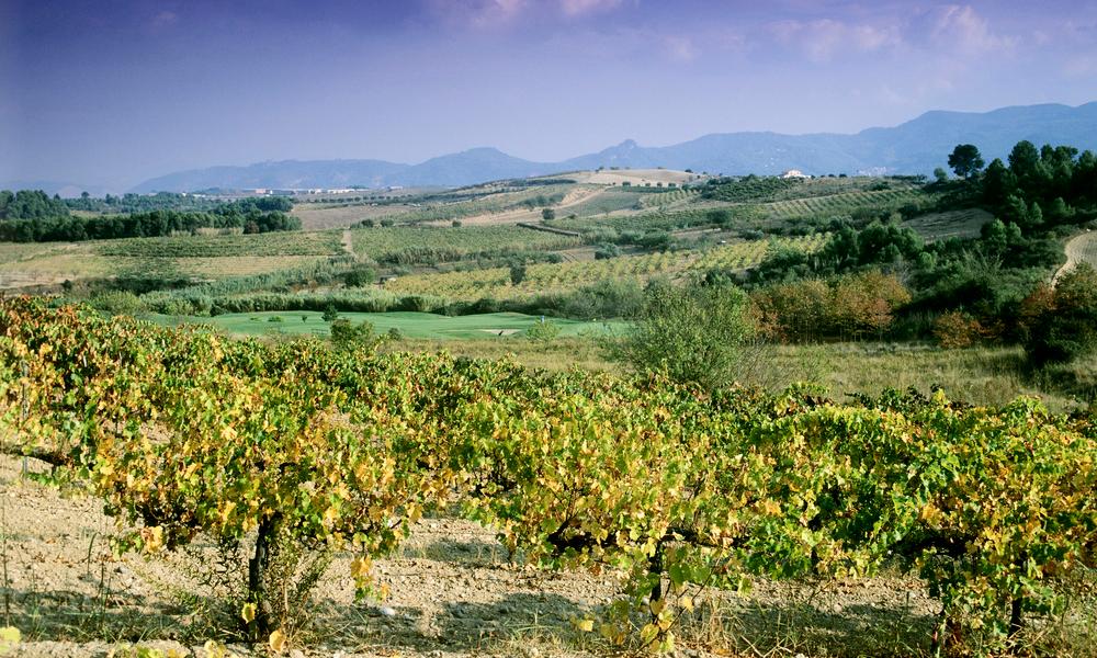Foto av landskap med grøne vinmarker og fjell i bakgrunnen. 