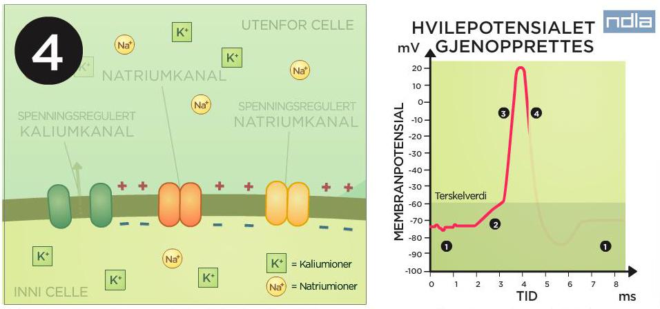 Cellemembranen og graf som viser ladningen. Tegning.