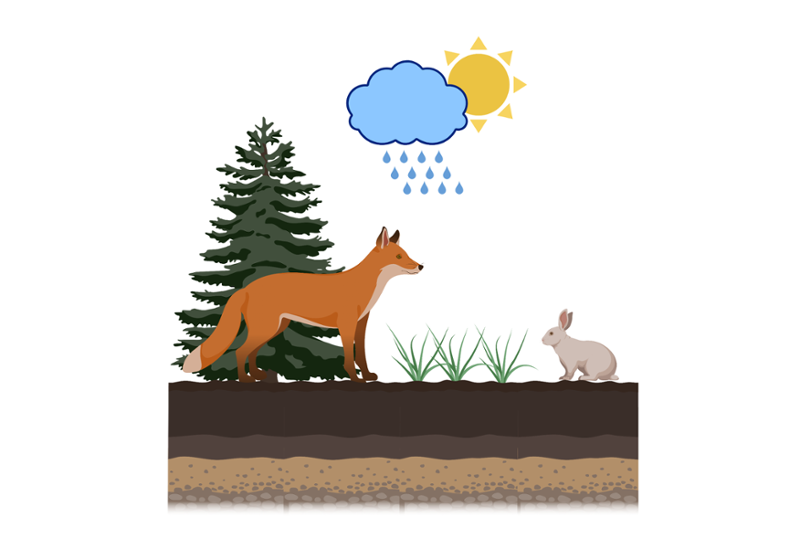 Rev og hare i et lite stykke natur. Jorda de står på er lagdelt. Sola titter fram bak en regnsky. Illustrasjon.