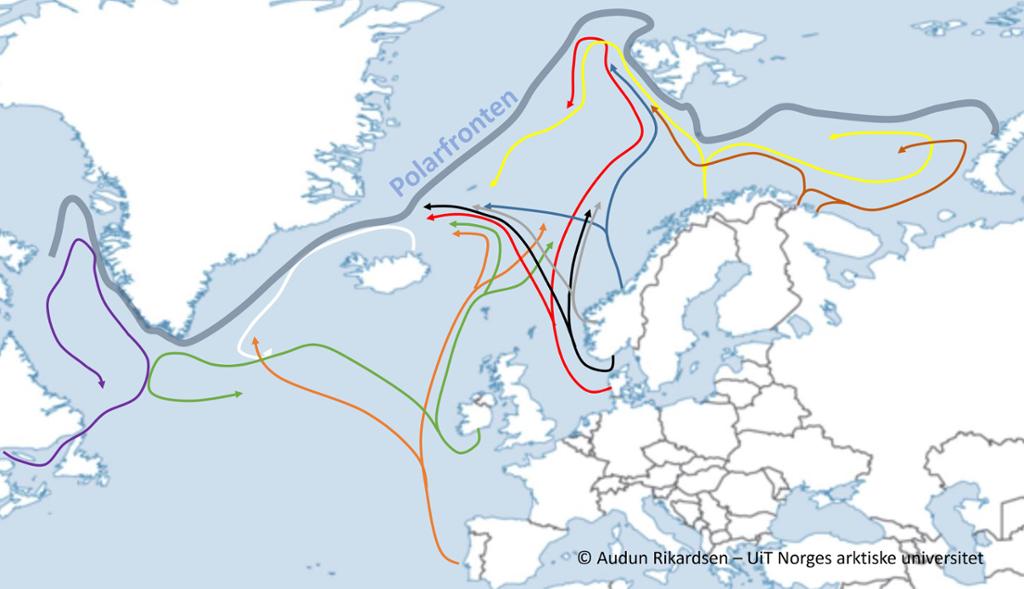 Kart over Nord-Atlanteren opp mot polarfronten og tilgrensende land. Piler i ulike farger viser at laks fra elvene i nord vandrer lengst nord i Atlanteren. Illustrasjon.