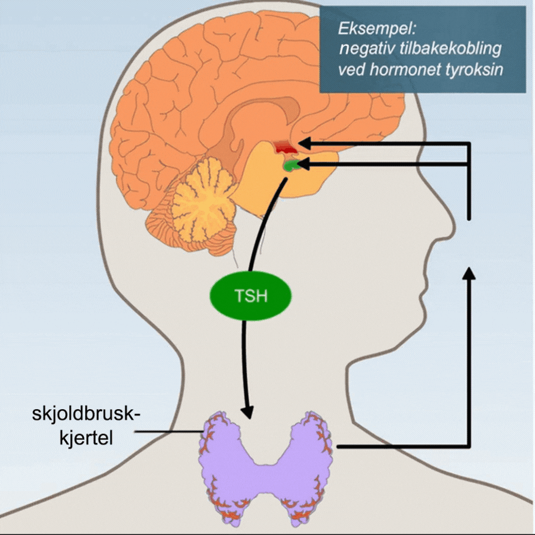Produksjonen av hormonet tyroksin stimuleres av TSH og styres av negativ tilbakekobling. Animasjon.