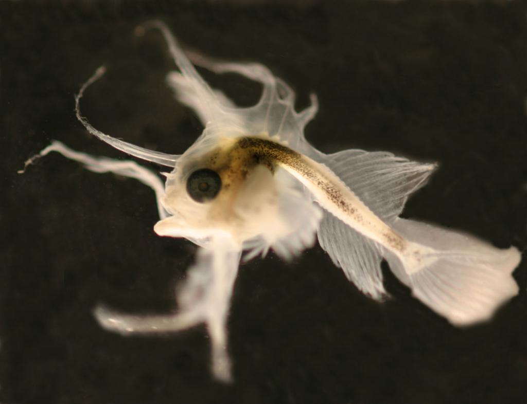 Foto som viser tidlig utviklingsstadium hos fisken breiflabb. Larven har store svarte øyne og nesten gjennomsiktig kropp.